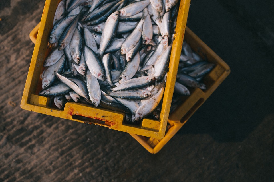 résultats de pêche