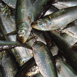 r55_9_small-fisheries_thumbnail fisheries catch