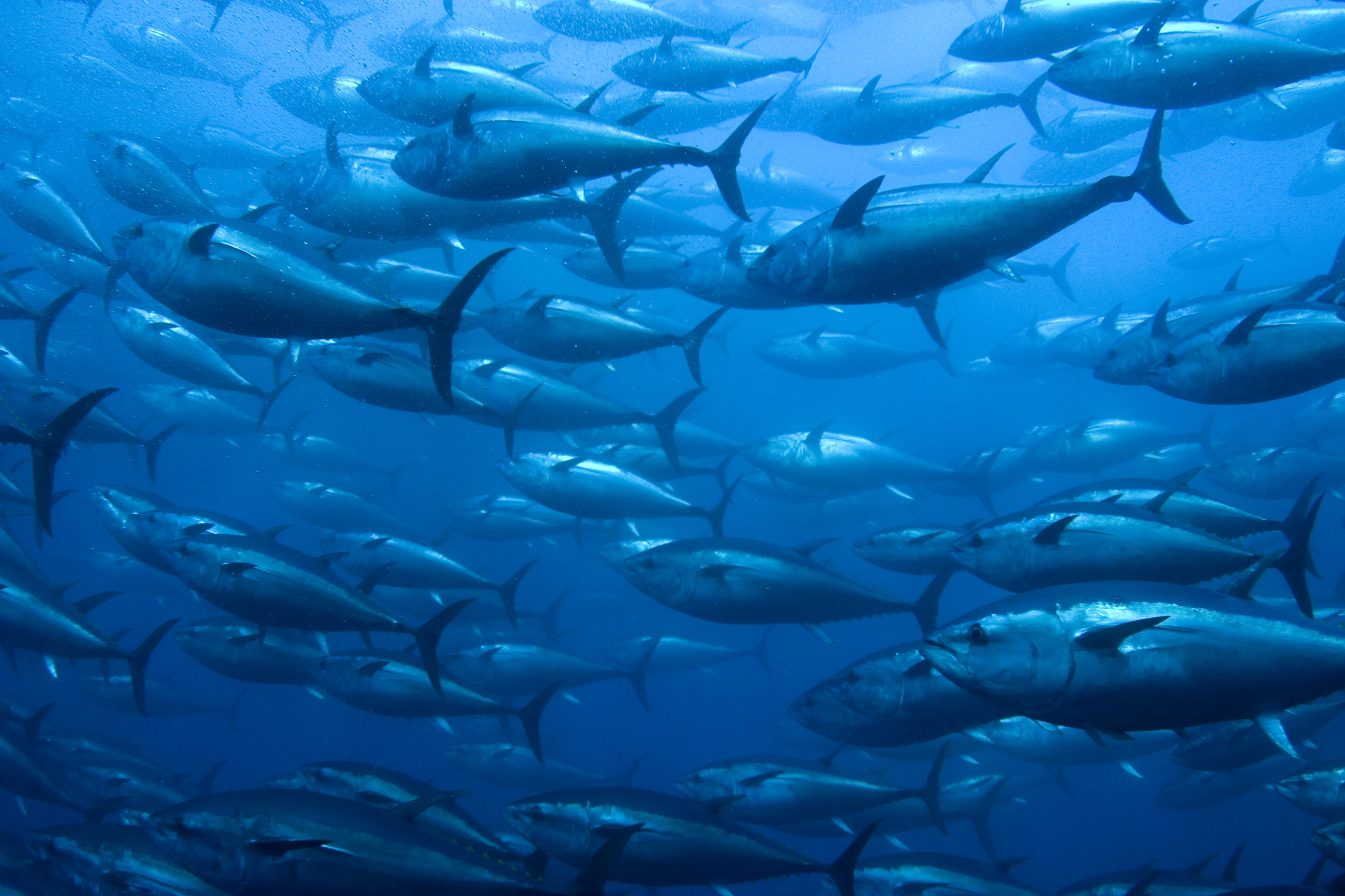 Tuna Fisheries management pacific Ocean