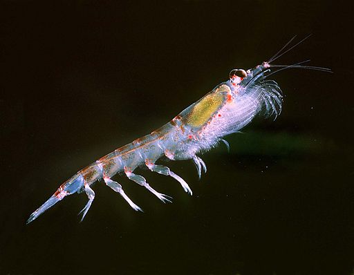 Krill Ocean Carbon Cycle