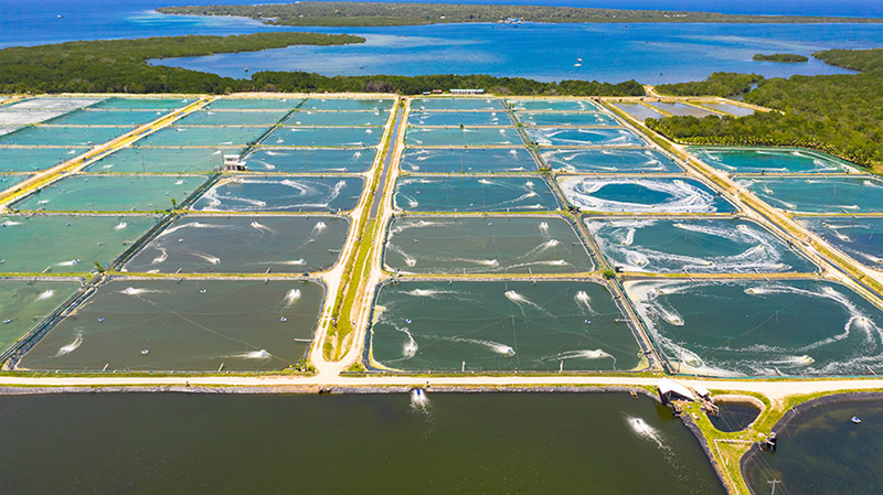 aquaculture