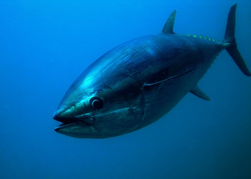 Tuna fish