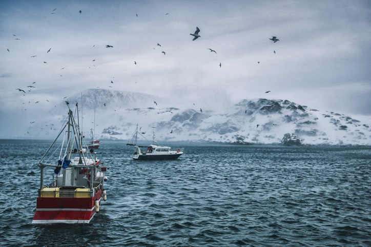 Fishing boats out for skrei cod in the arctic sea