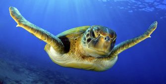 sea turtle in galapagos area