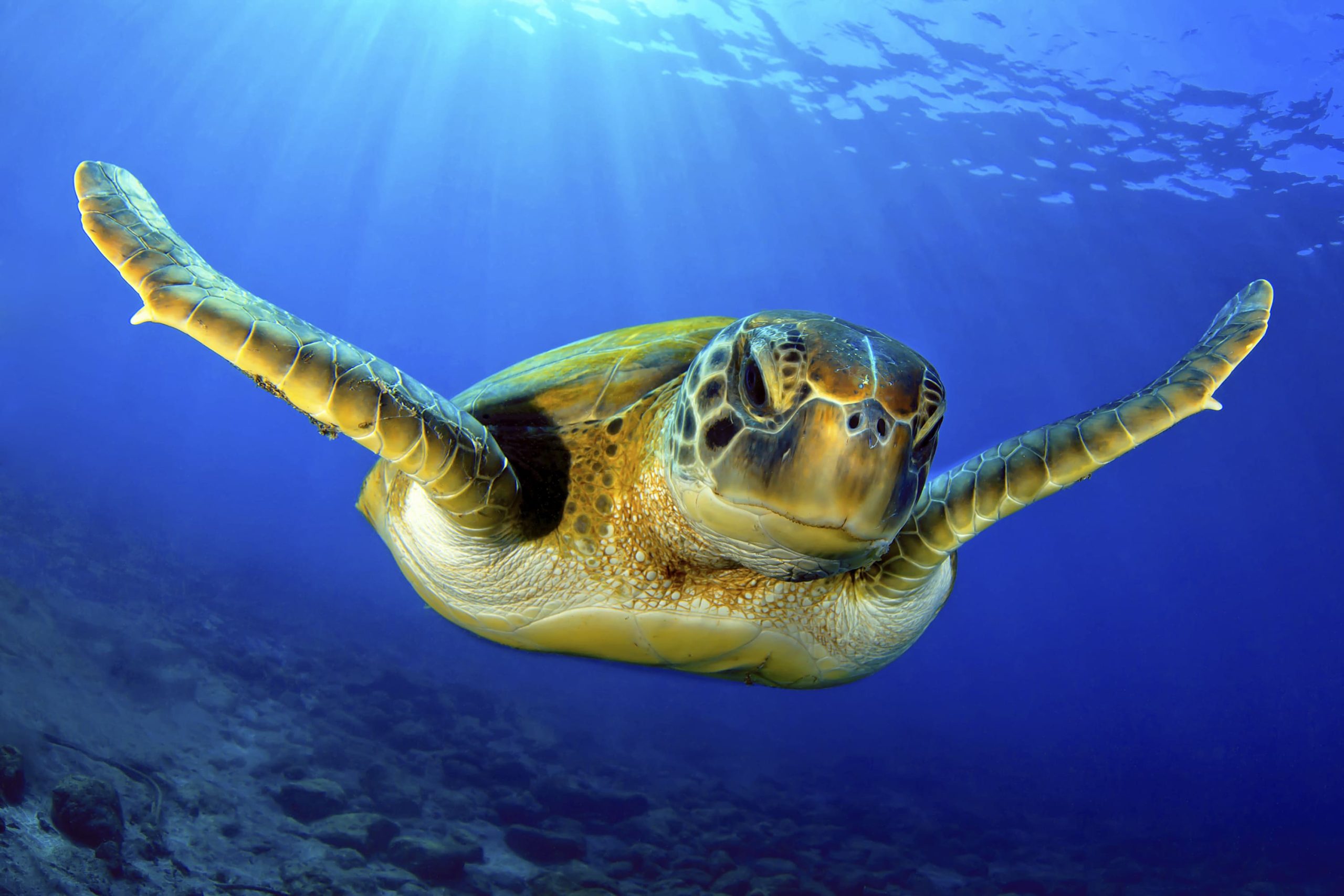 sea turtle in galapagos area