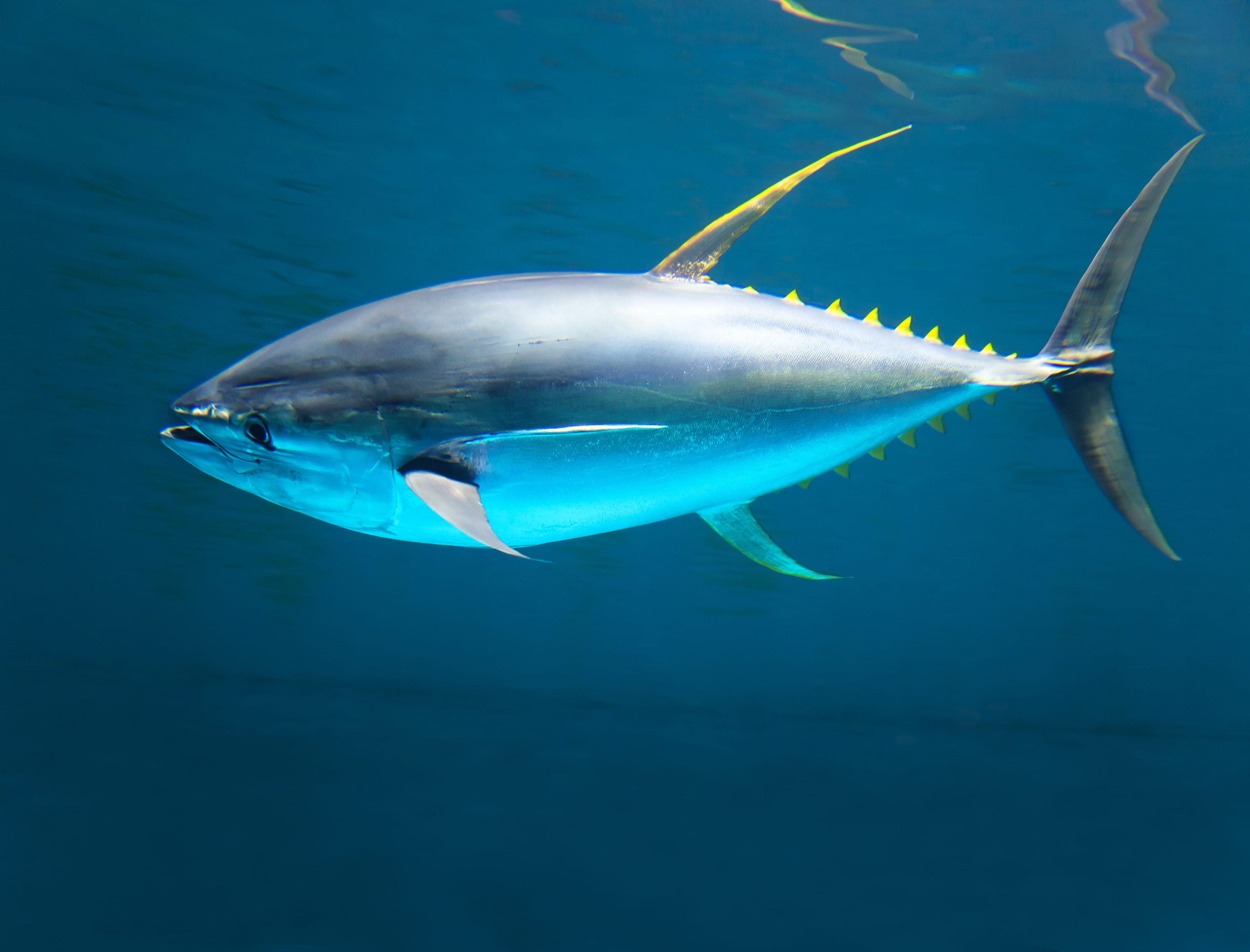 yellowfin tuna