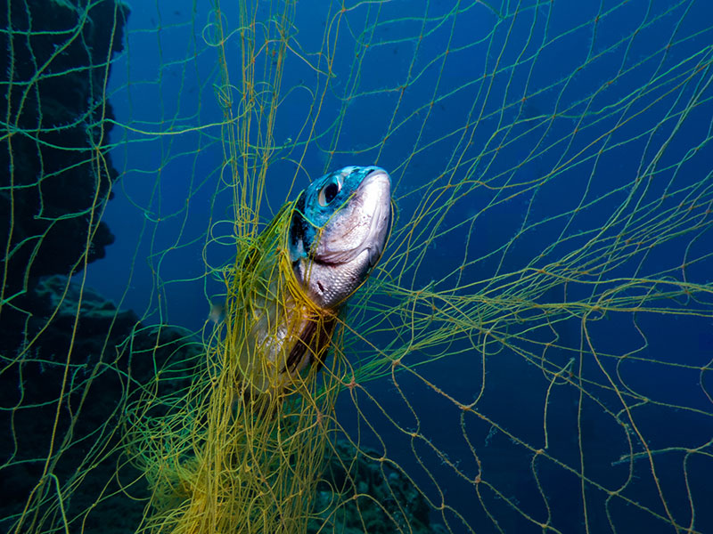 abandoned net fish