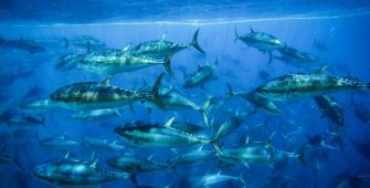 red tuna