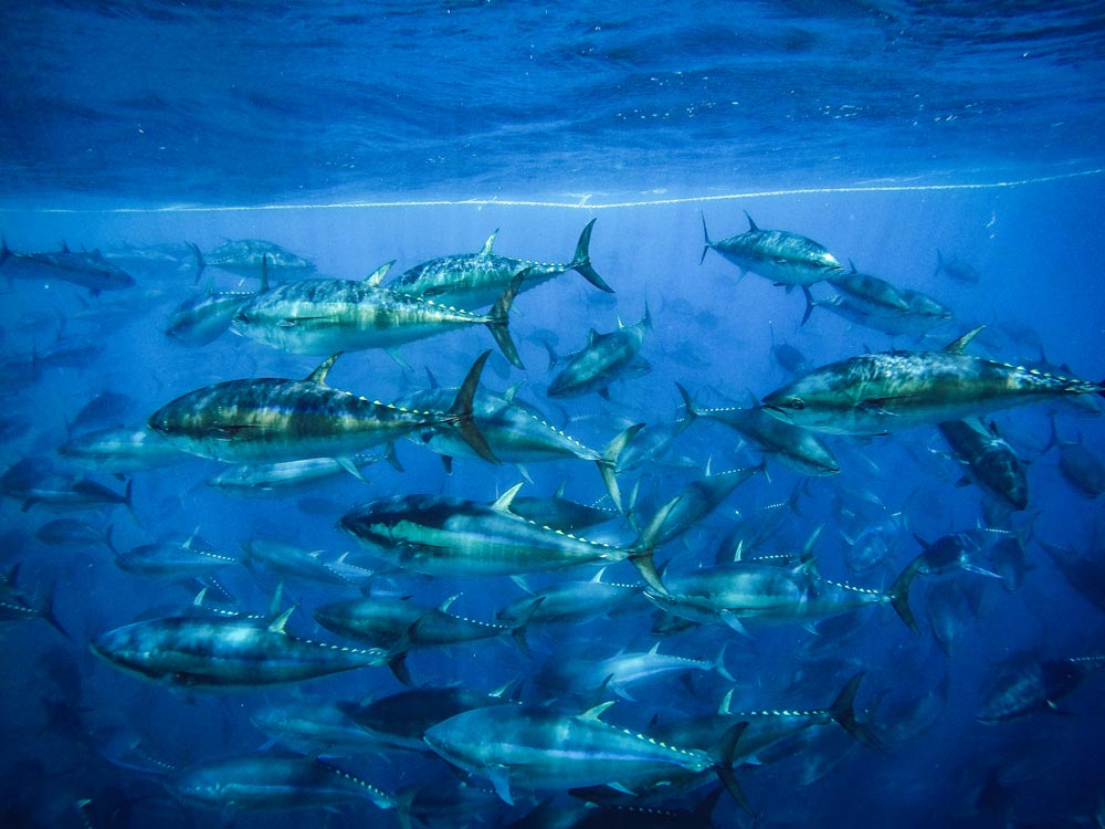 red tuna