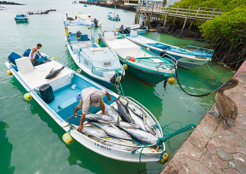 Artisanal fishers in the Galápagos practicing community-based fisheries management with real-time VMS tracking