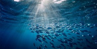 School of fish swimming beneath the ocean's surface
