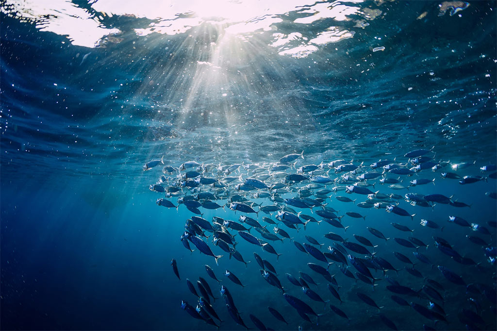 School of fish swimming beneath the ocean's surface