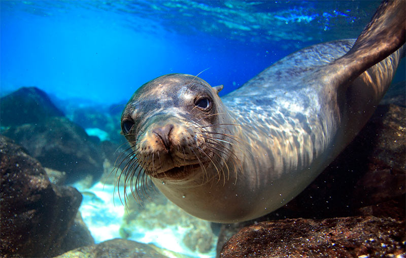 Lion de mer des Galápagos nageant sous l’eau