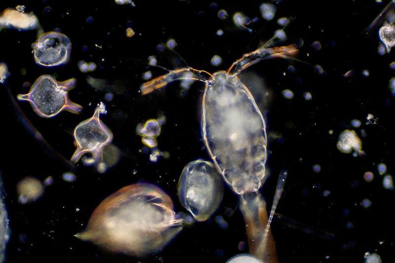 Zooplankton Organisms