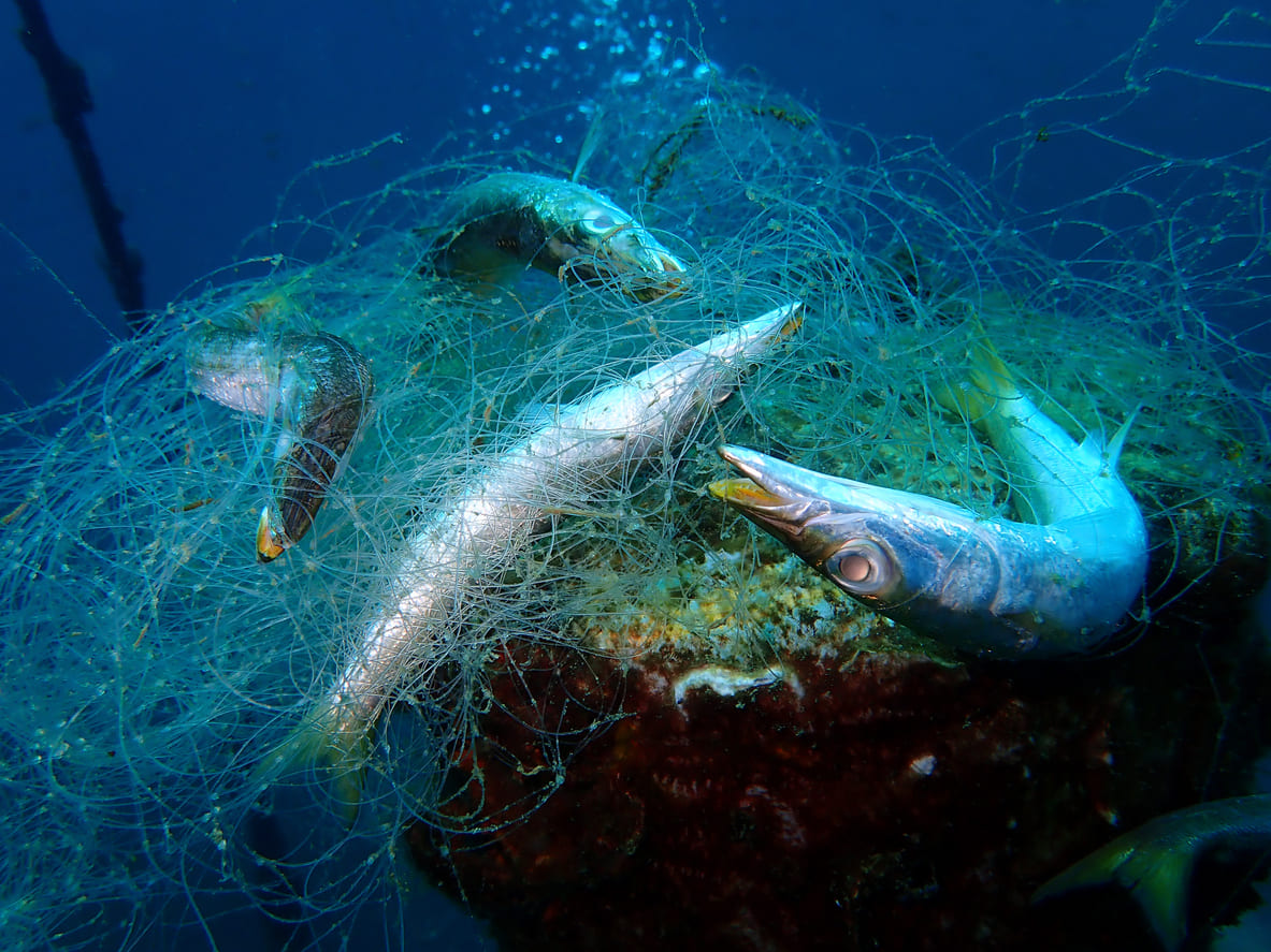 IUU