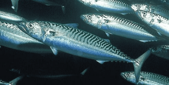 Mackerel