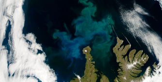 Phytoplankton