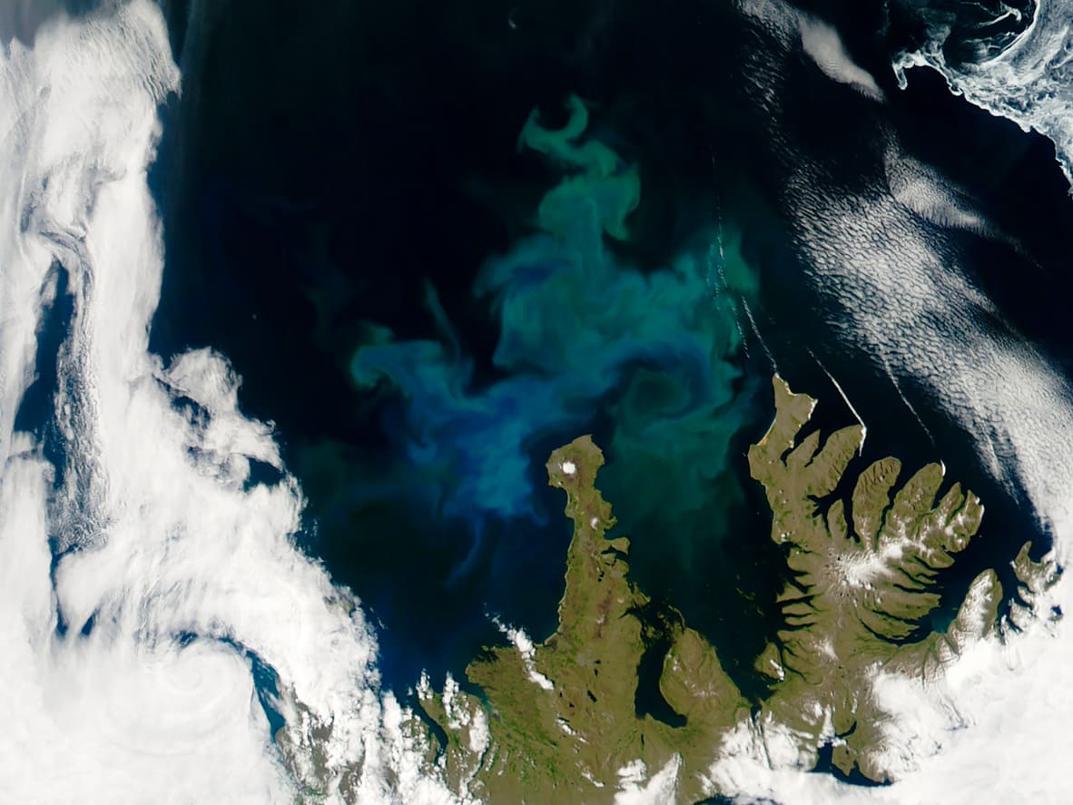 Phytoplankton