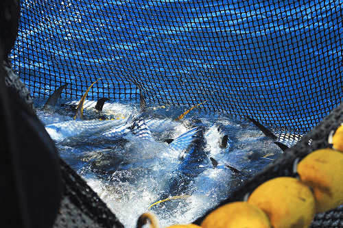 TUNA Fishing