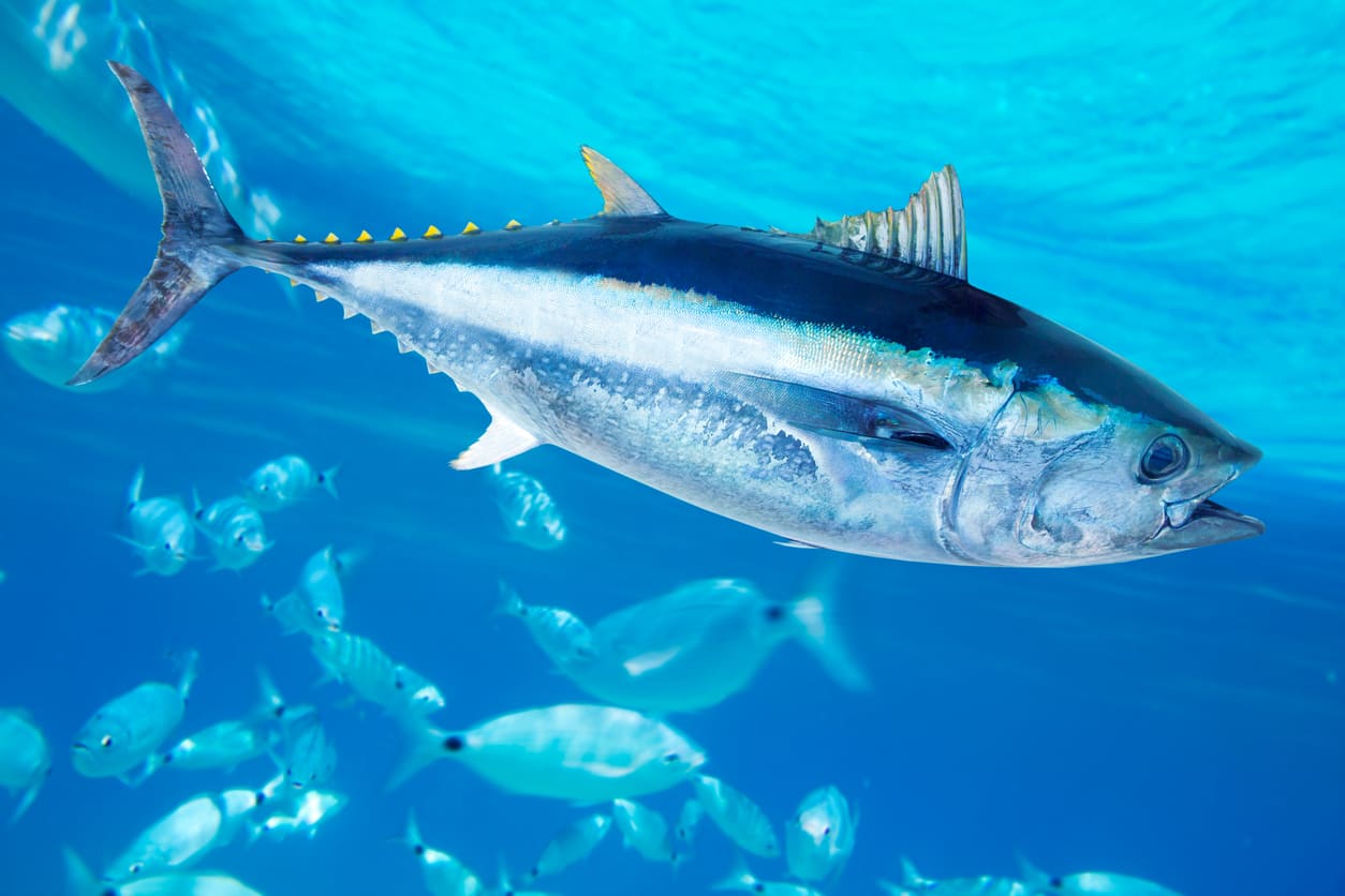 Tuna fish