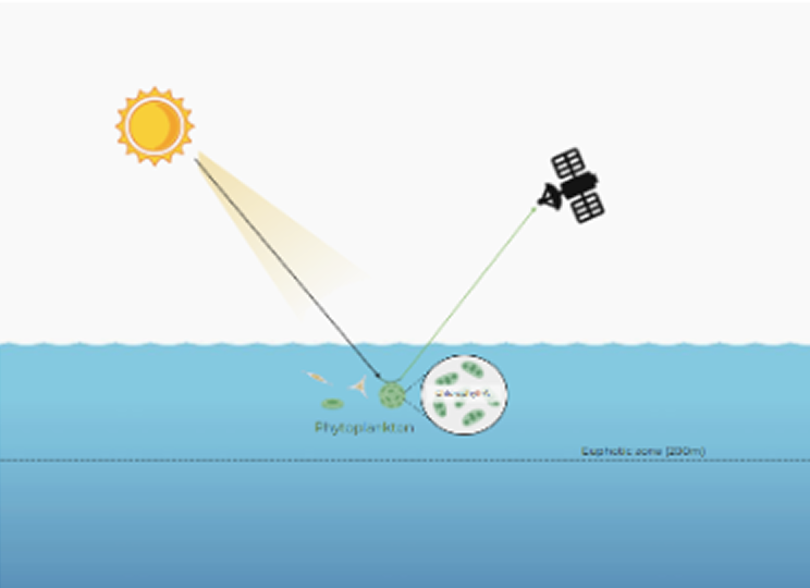 Satellite remote sensing of chlorophyll-a, an indicator of phytoplankton presence in the euphotic zone 
